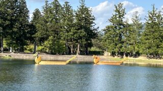 Two yellow dragon boats with ornate heads glide on a calm lake, lined by tall evergreen trees under a blue sky with clouds.